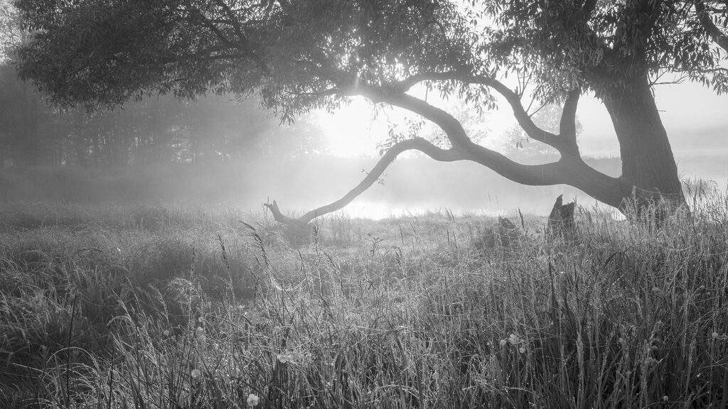 Una fotografia in bianco e nero che mostra un paesaggio nebbioso all'alba o al tramonto con un grande albero in primo piano che si distacca contro la luce diffusa del sole, mentre la nebbia avvolge il terreno erboso e gli alberi sullo sfondo.